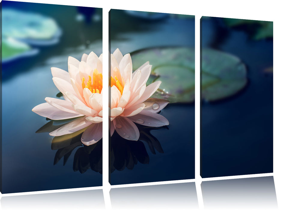 Eine rosa Lotusblume in Teich Leinwandbild 3 Teilig
