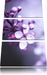 Blüten des Kirschbaumes Leinwandbild 3 Teilig