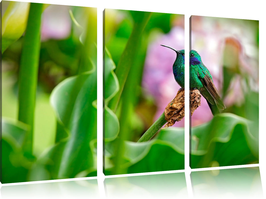 Kolibri in seinem Lebensraum Leinwandbild 3 Teilig