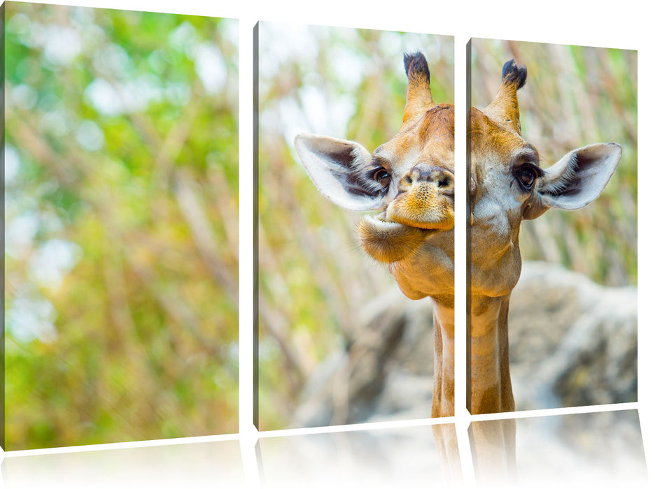 Giraffe in der Natur Leinwandbild 3 Teilig