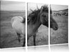 Isländer Pferde in der Wildnis Leinwandbild 3 Teilig