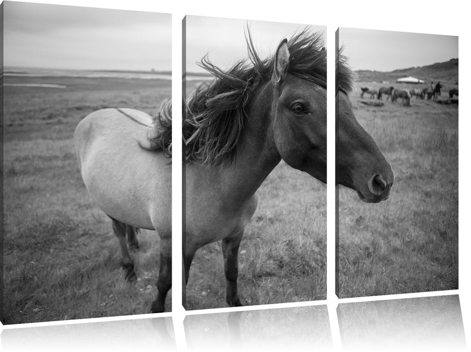 Isländer Pferde in der Wildnis Leinwandbild 3 Teilig
