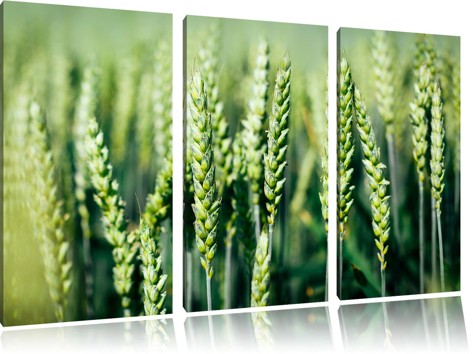 Grüne Weizen auf dem Feld Leinwandbild 3 Teilig