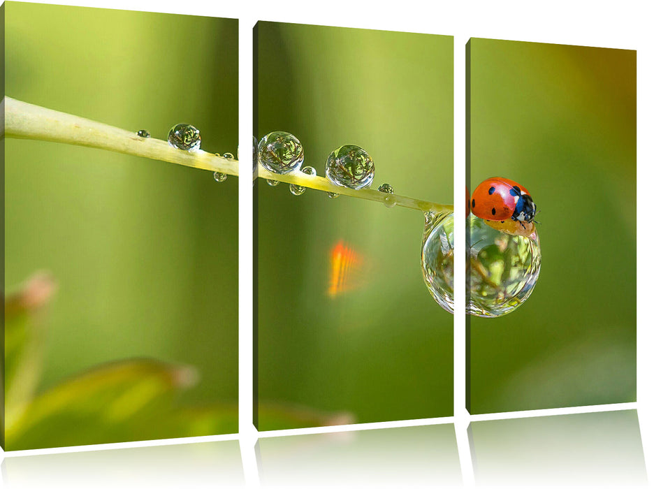 Marienkäfer Wassertropfen Leinwandbild 3 Teilig