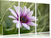 Blume in der Natur Leinwandbild 3 Teilig