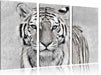 Anmutiger Tiger in Leinwandbild 3 Teilig