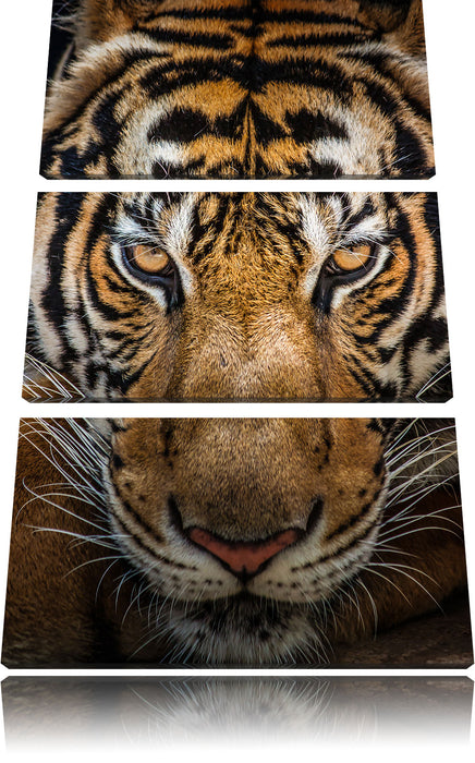 Tiger mit hellbraunen Augen Leinwandbild 3 Teilig