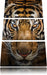 Tiger mit hellbraunen Augen Leinwandbild 3 Teilig
