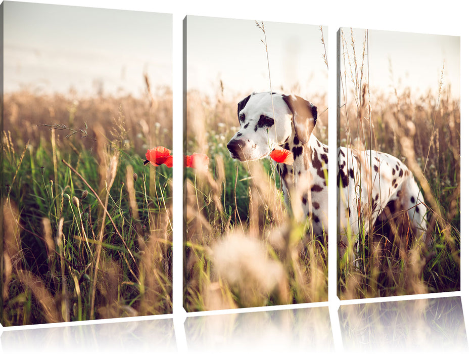 Neugieriger Hund im Feld Leinwandbild 3 Teilig