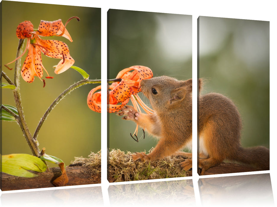 Eichhörnchen riecht an einer Blume Leinwandbild 3 Teilig