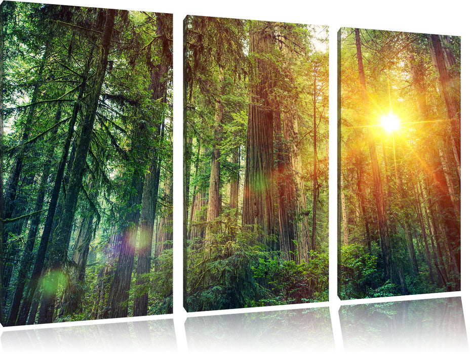 Wald bei Sonnenlicht Leinwandbild 3 Teilig