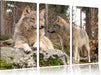 Wölfe im Wald Leinwandbild 3 Teilig