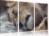 schlafender Löwe Leinwandbild 3 Teilig