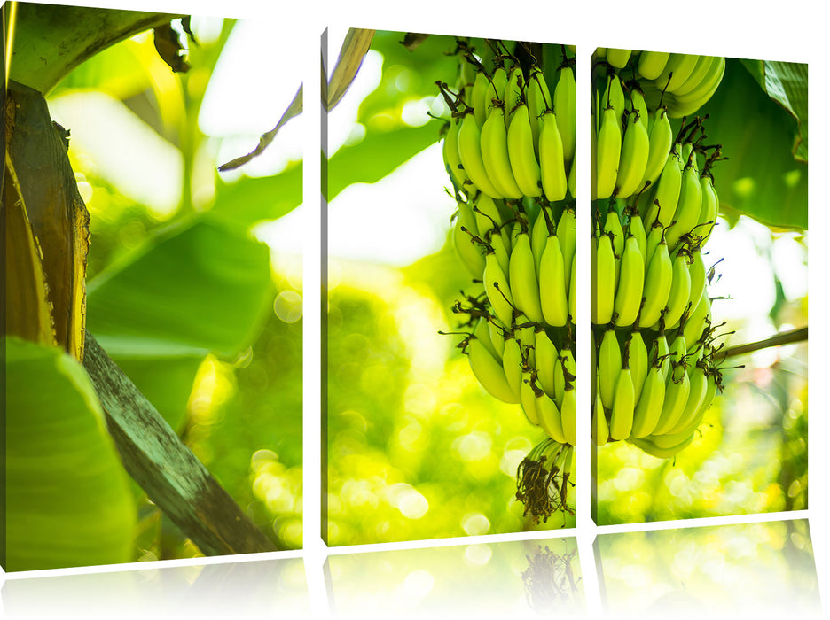 reifende Bananen am Baum Leinwandbild 3 Teilig