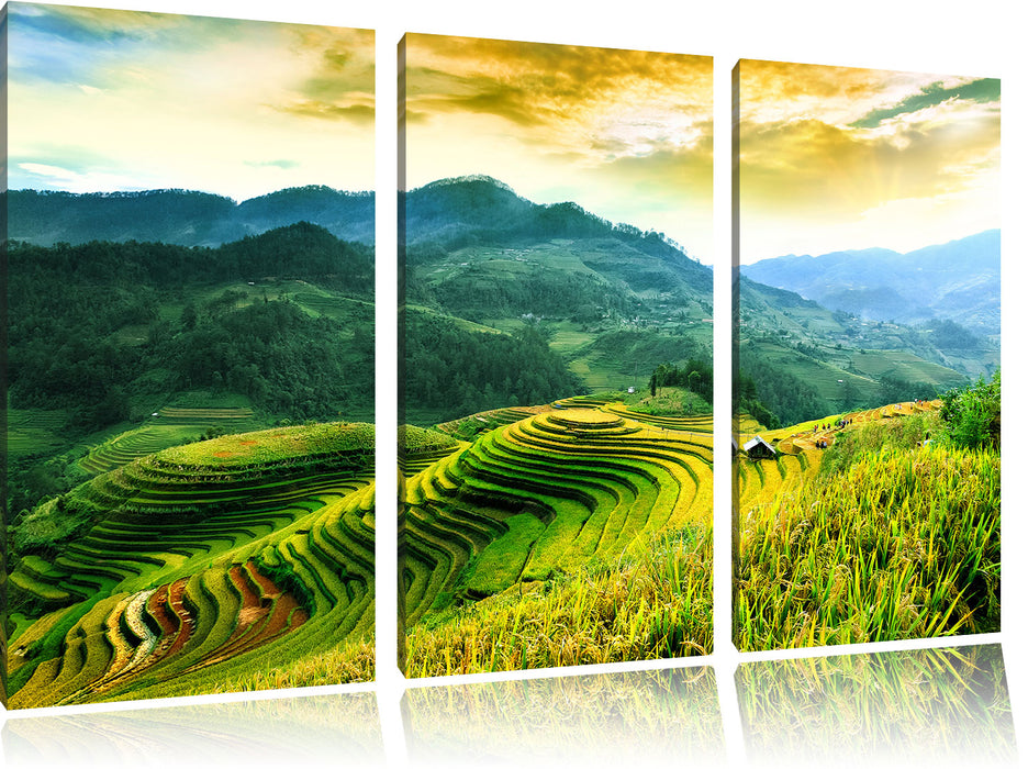 Reisfelder in Vietnam Leinwandbild 3 Teilig