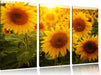 Sonnenblumen auf dem Feld Leinwandbild 3 Teilig