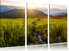 Reisfeld Plantage in Asien Leinwandbild 3 Teilig