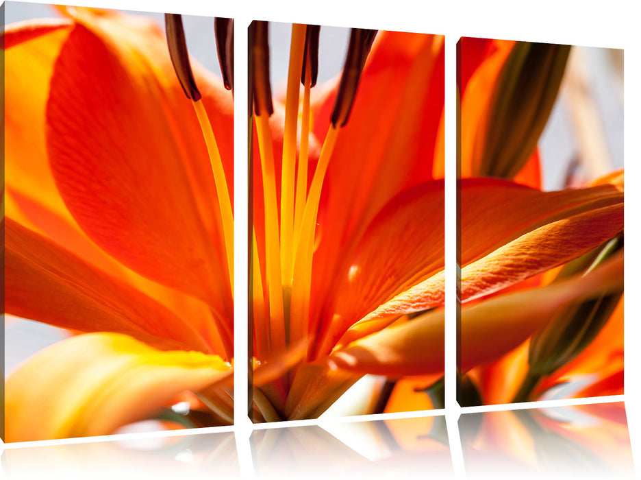 orange Lilie in Nahaufnahme Leinwandbild 3 Teilig