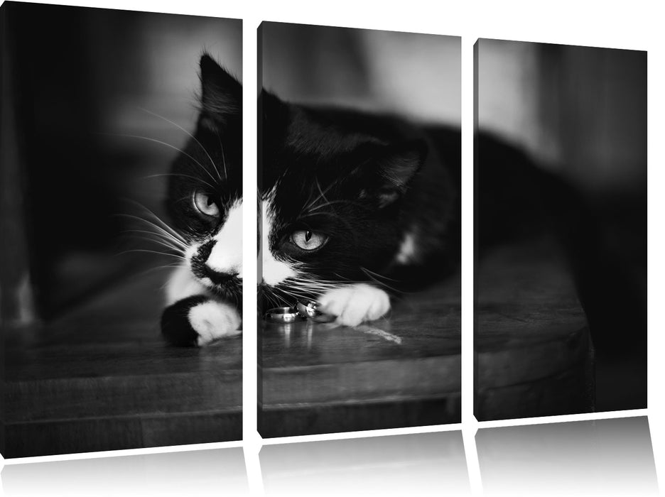 Katze spielt mit Ehering Leinwandbild 3 Teilig