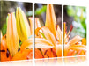 schöne orangene Lilien Leinwandbild 3 Teilig