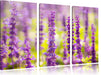 schöne violette Lavendelblüten Leinwandbild 3 Teilig