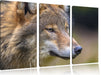 Porträ des europäischen Wolfes Leinwandbild 3 Teilig