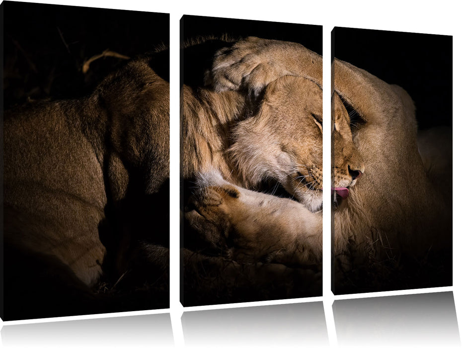 Männer & Frauen Löwe kuscheln Leinwandbild 3 Teilig