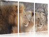 stolzes Löwenpaar Leinwandbild 3 Teilig