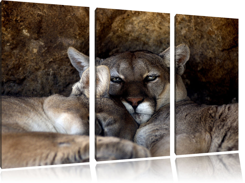verschlafenes Puma Paar Leinwandbild 3 Teilig