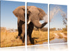 schöner Elefant spritzt mit Wasser Leinwandbild 3 Teilig