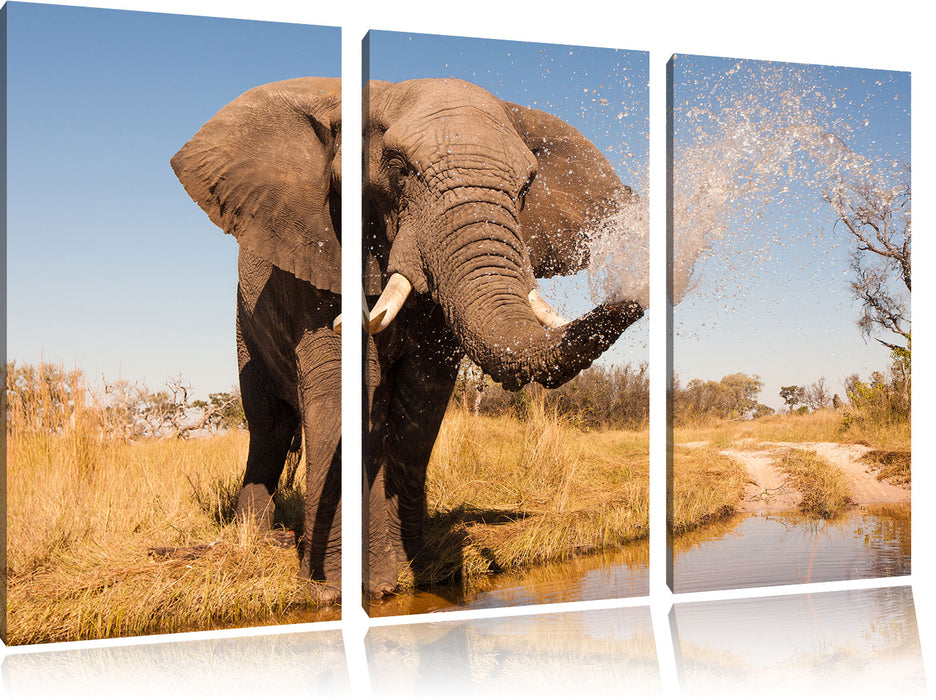 schöner Elefant spritzt mit Wasser Leinwandbild 3 Teilig