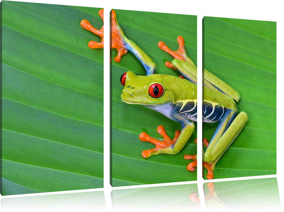 kleiner grüner Frosch auf Blatt Leinwandbild 3 Teilig