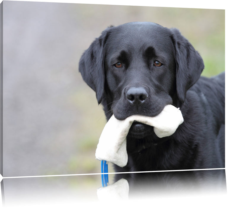 Pixxprint Labrador mit Spielzeug, Leinwandbild