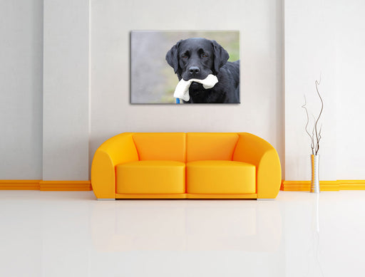 Labrador mit Spielzeug Leinwandbild über Sofa