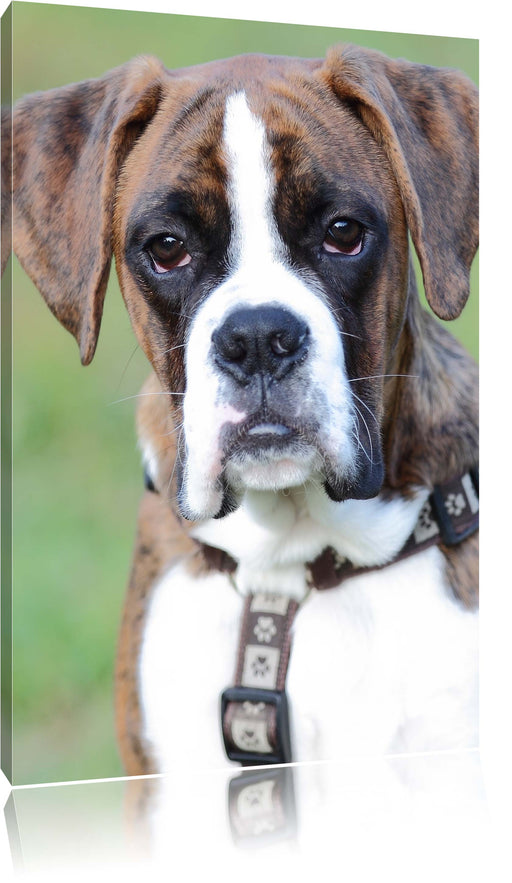 Schöner Deutscher Boxer im Gras Leinwandbild