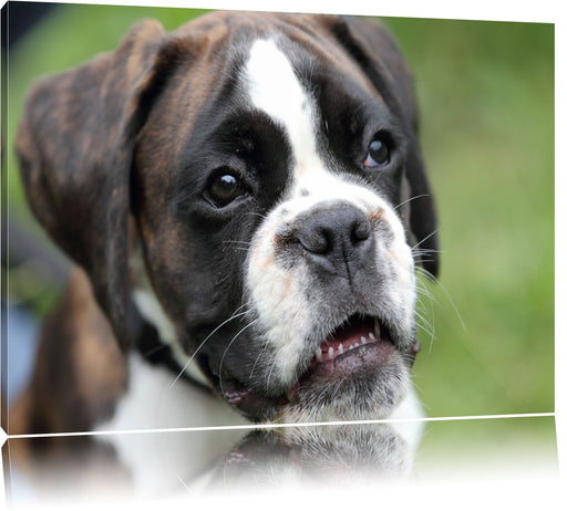 Deutscher Boxer Welpe Leinwandbild