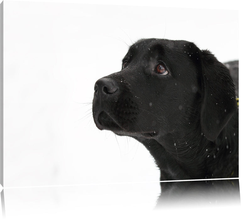 Schwarzer Labrador im Schnee Leinwandbild