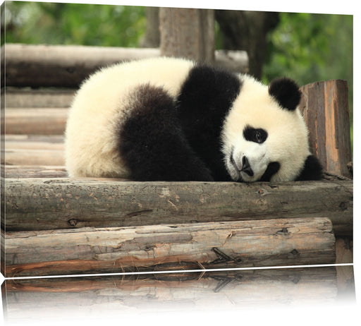 süßer kleiner Pandabär Leinwandbild