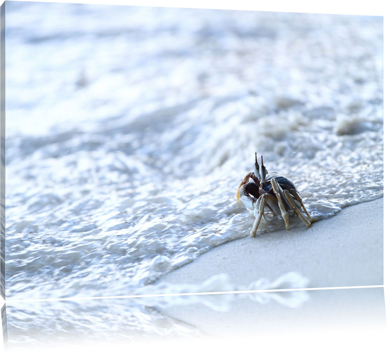 Pixxprint kleine Krabbe am Strand, Leinwandbild