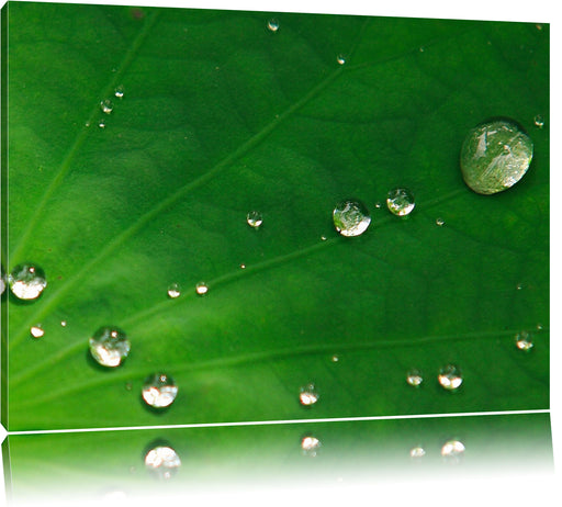 Wassertropfen auf Blatt Leinwandbild