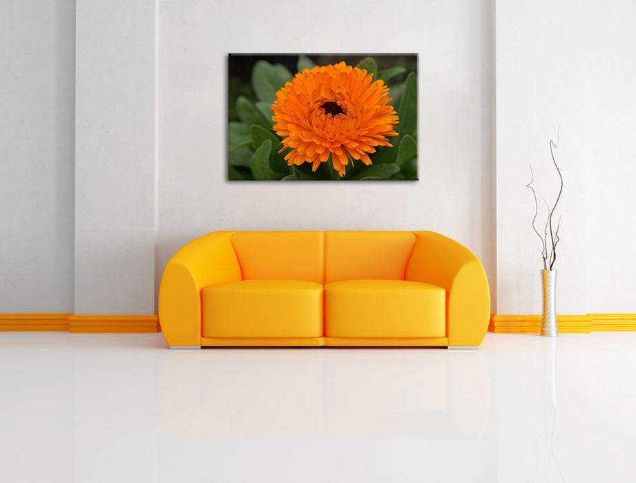 prachtvolle Blüte Leinwandbild über Sofa