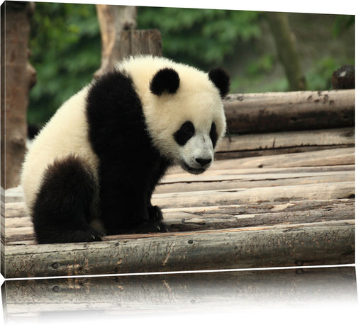 Panda auf Holzstämmen Leinwandbild