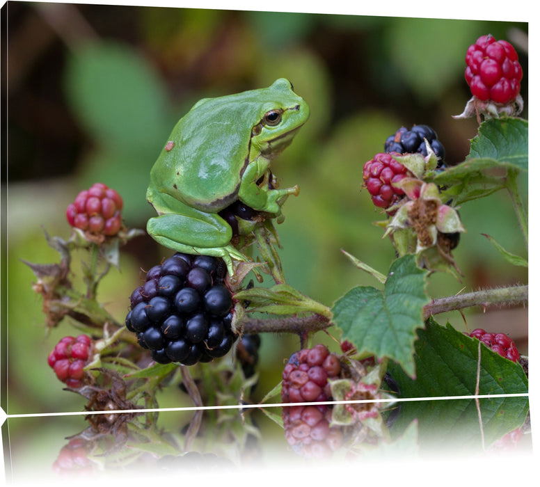 Pixxprint kleiner Frosch auf Brombeerstrauch, Leinwandbild