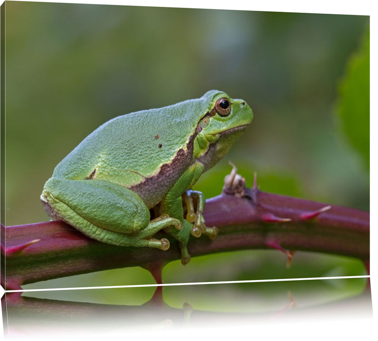 Pixxprint kleiner Frosch auf Dornenast, Leinwandbild