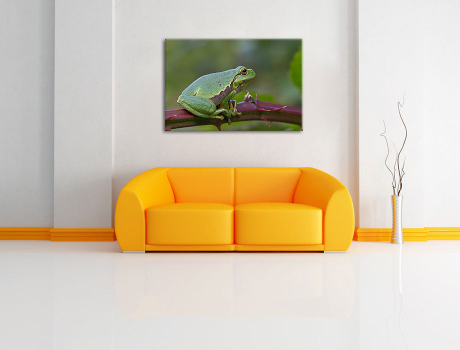 kleiner Frosch auf Dornenast Leinwandbild über Sofa