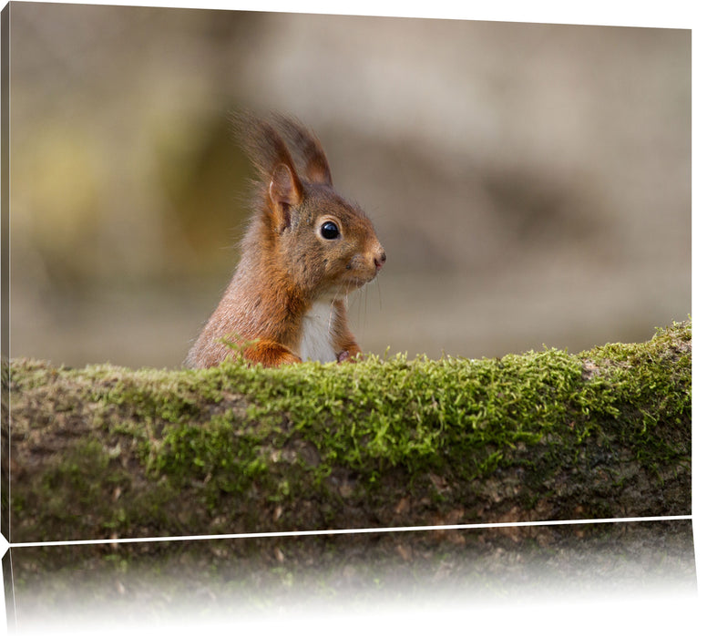 Pixxprint Eichhörnchen hinter Baumstamm, Leinwandbild