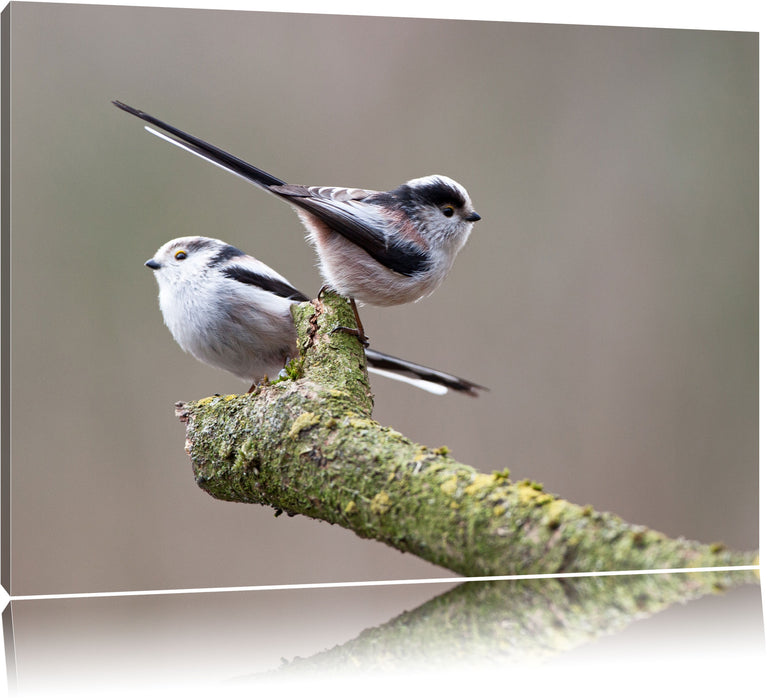 Pixxprint zwei Schwanzmeisen auf einem Ast, Leinwandbild