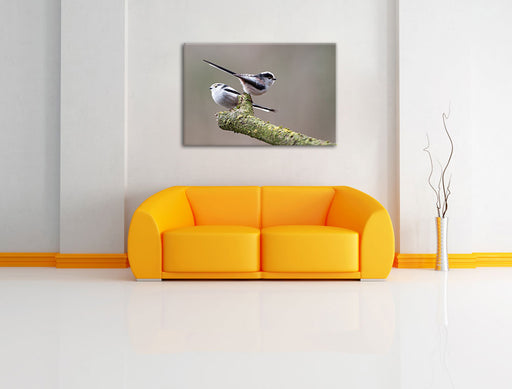 zwei Schwanzmeisen auf einem Ast Leinwandbild über Sofa