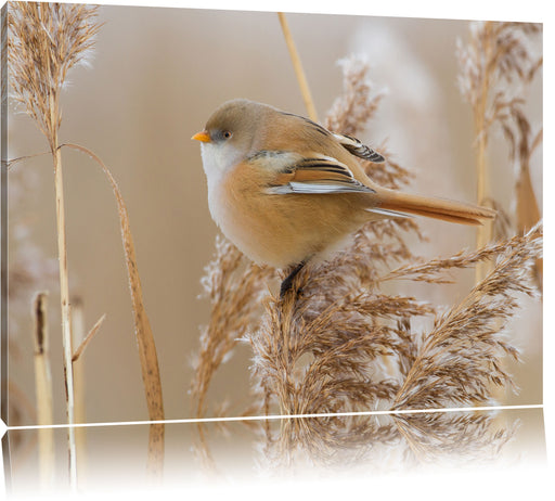 kleiner Vogel auf Weizen Leinwandbild