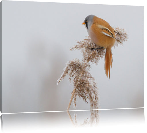 Vogel auf Weizen im Winter Leinwandbild